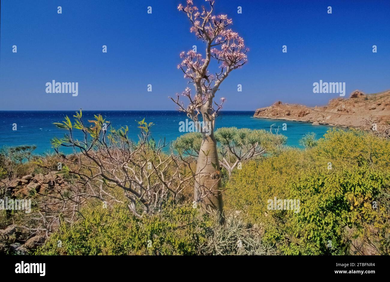 Hadibu , also known as Hadiboh, formerly known as Tamrida is a coastal