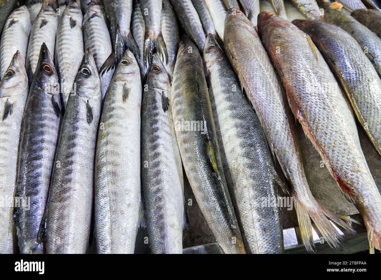Bandar Abbas, Iran. Fish market. The fish of the Persian Gulf and the Arabian Sea are caught and sold Stock Photo