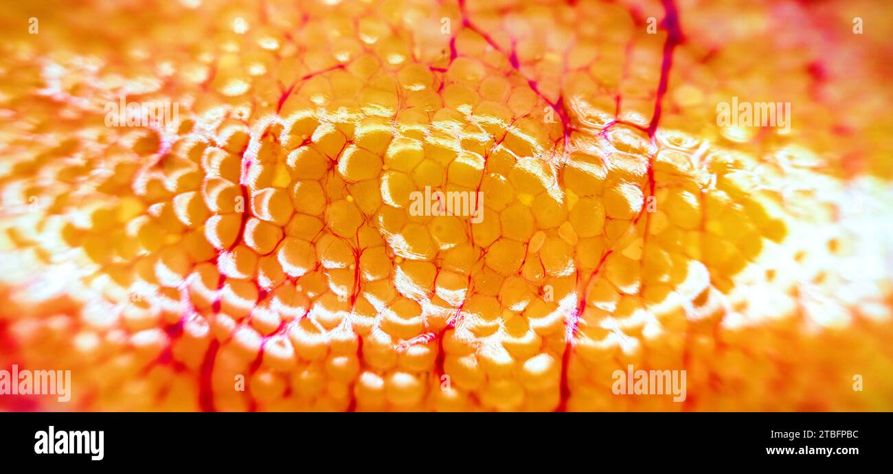 Fish anatomy. Pike (Esox lucius). Fish eggs enclosed in the ovarian