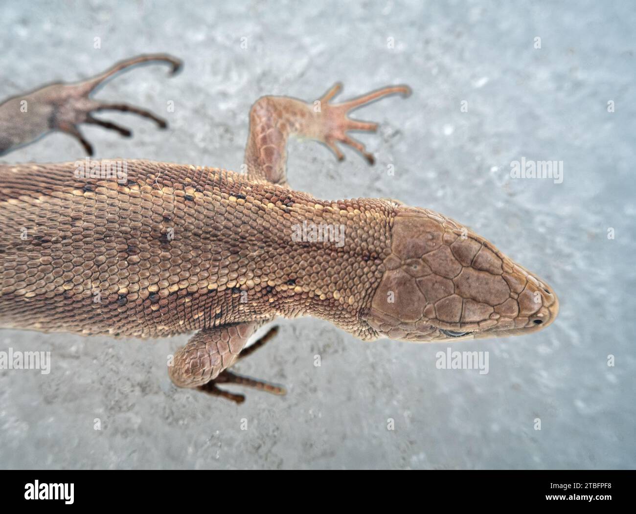 Common English lizard (Lacerta vivipara) macro portrait on spring snow, cold resistance. View from above Stock Photo