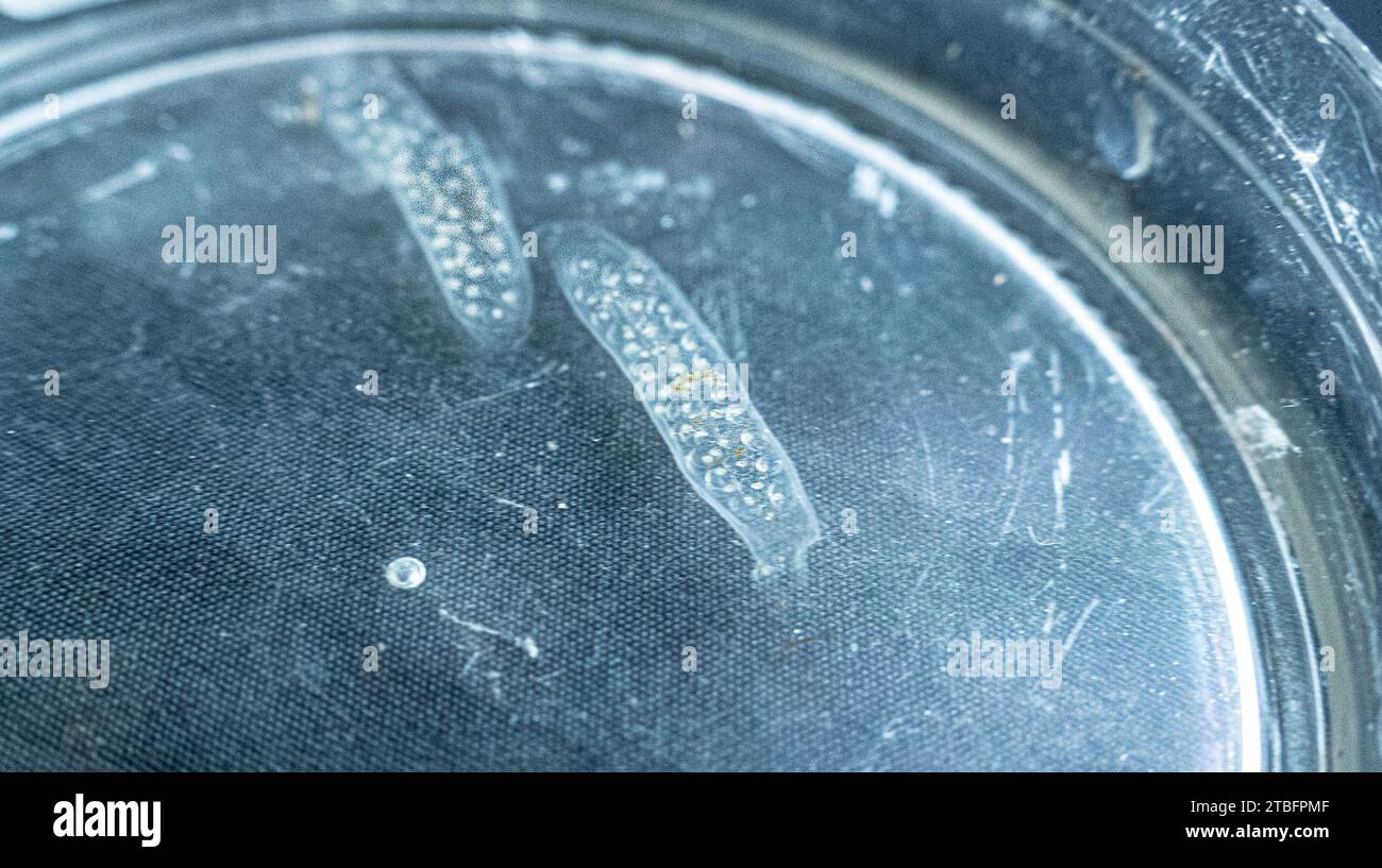egg laying; clutch of Pond snail in a petri dish Stock Photo Alamy