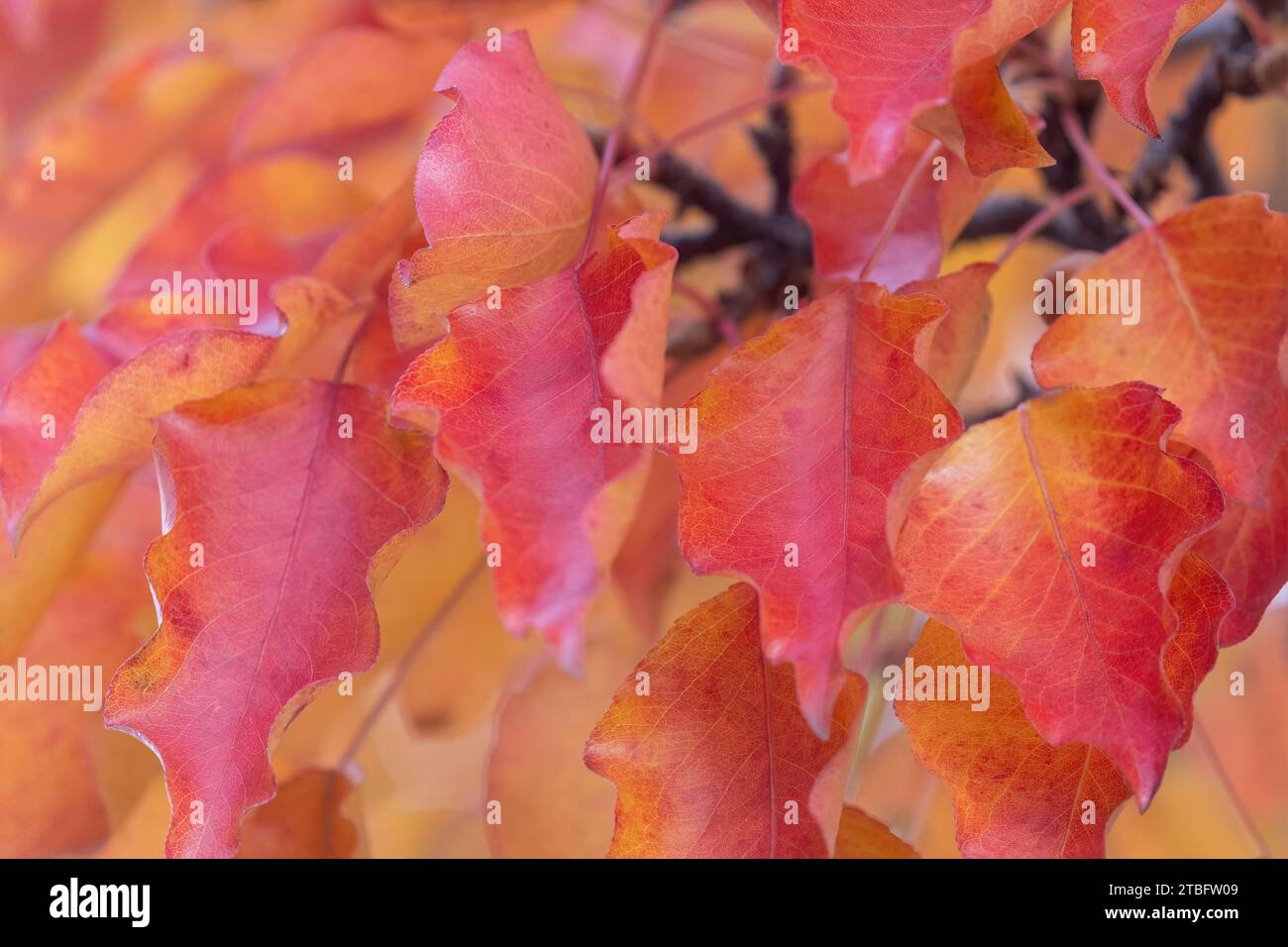 Red and Orange Brightly Lit Autumn Leaves Stock Photo