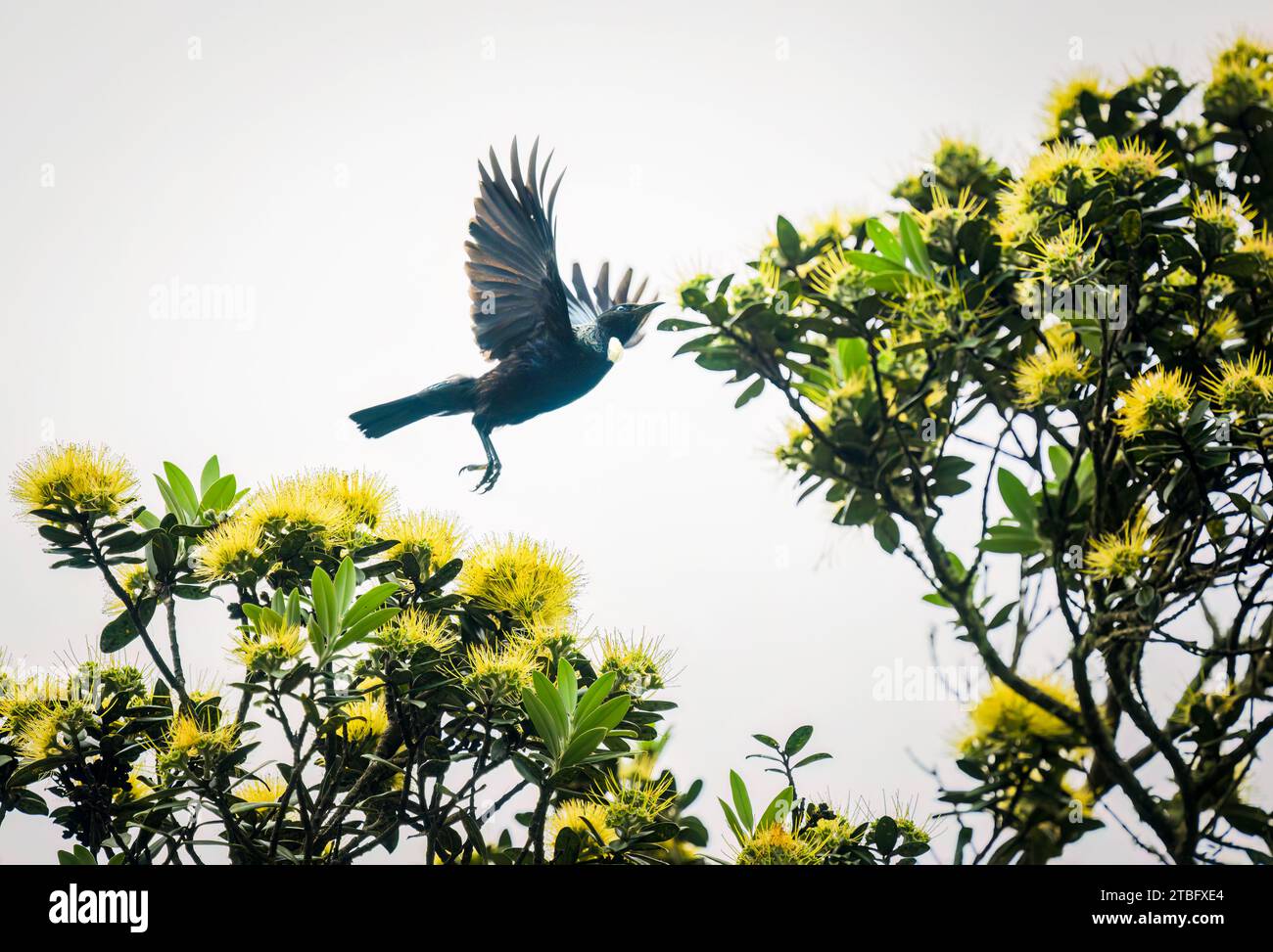 Tui bird taking off from yellow Pohutukawa flowers. New Zealand Christmas tree. Auckland. Stock Photo