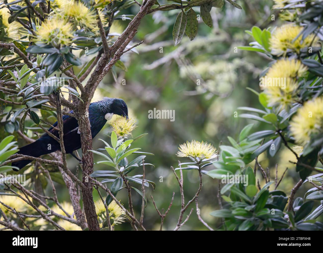 Tui bird feeding on nectar on yellow Pohutukawa flowers. New Zealand Christmas tree. Auckland. Stock Photo