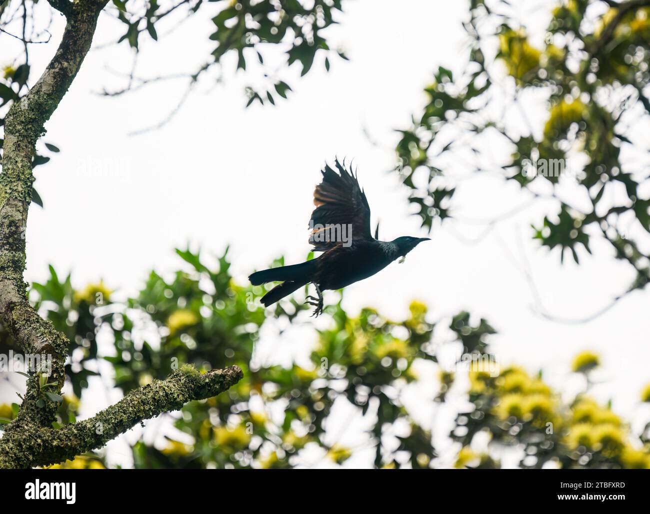 Tui bird flying towards yellow Pohutukawa flowers. New Zealand Christmas tree. Auckland. Stock Photo