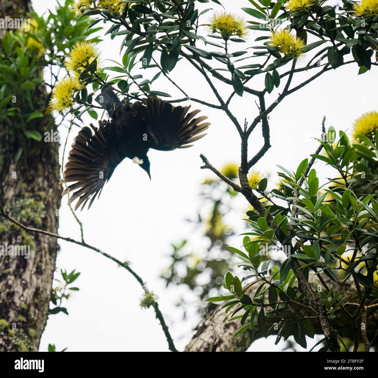 Tui bird taking off from yellow Pohutukawa flowers. Low angle view. New Zealand Christmas tree. Stock Photo
