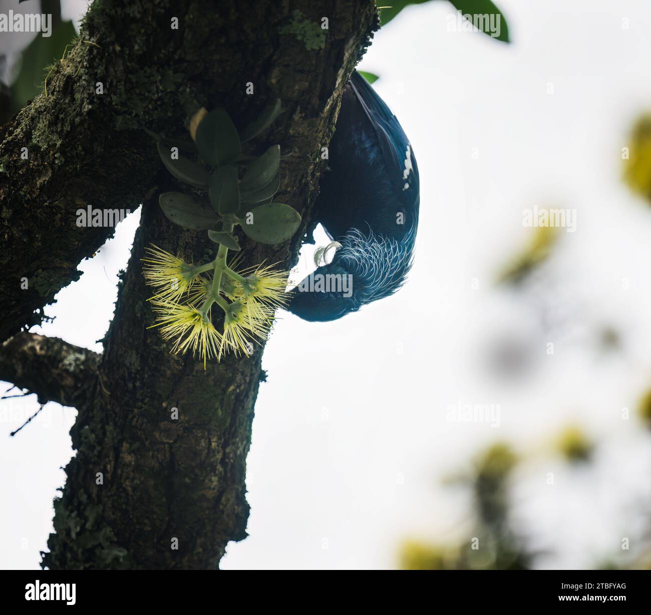 Tui bird feeding on nectar on yellow Pohutukawa flowers. Auckland. Stock Photo