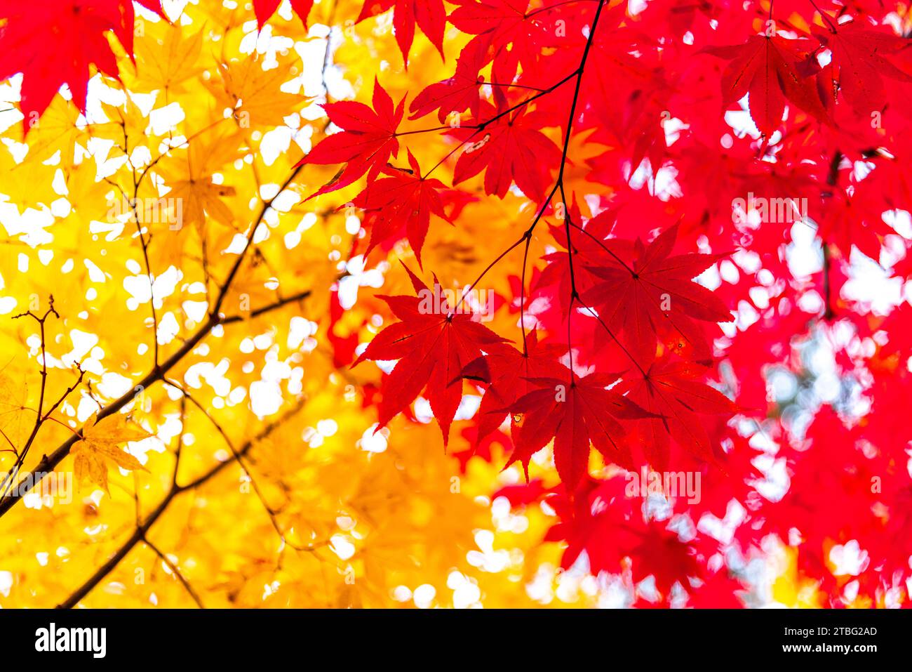 detail of foliage in japan background Stock Photo