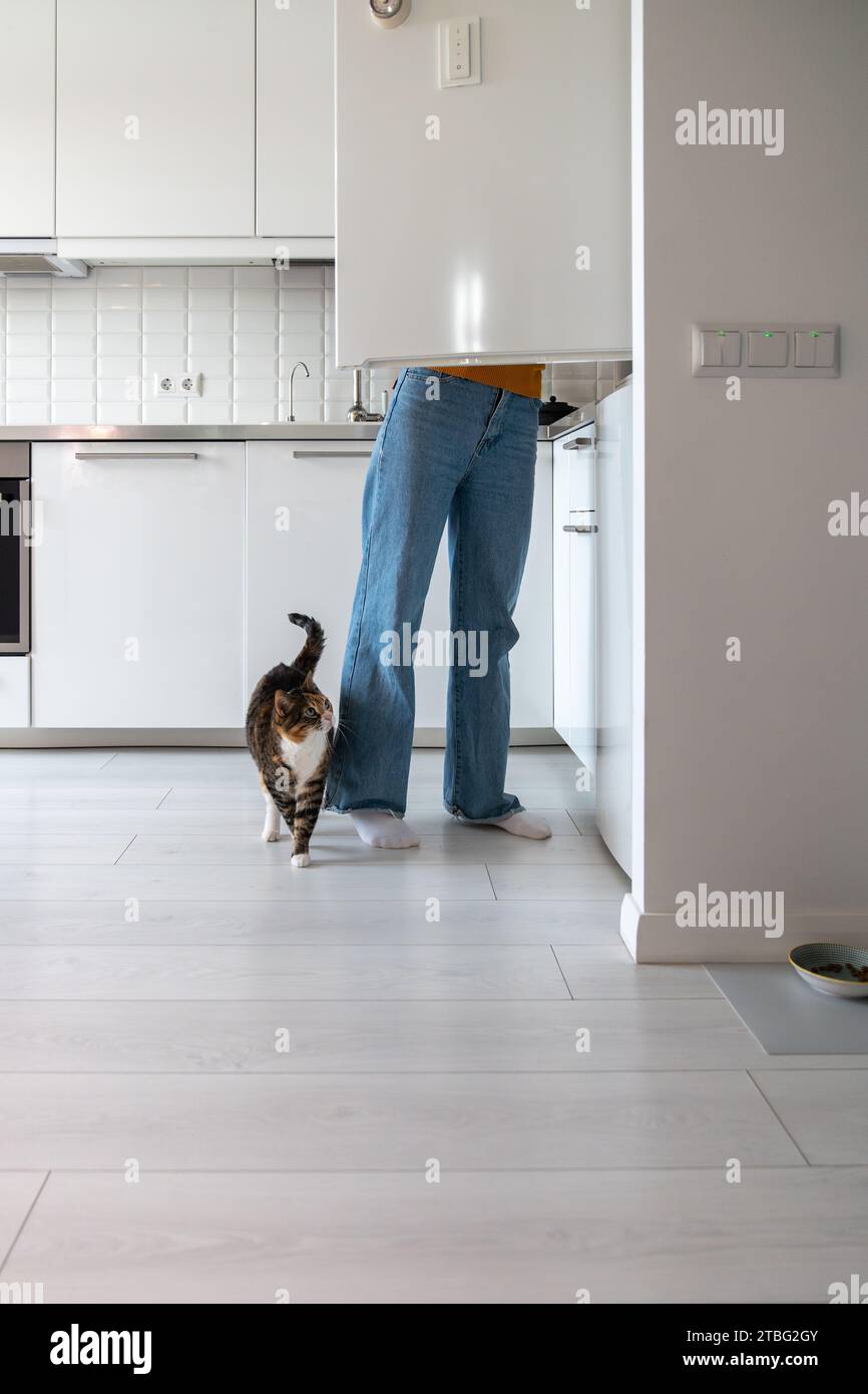 Cute furry adorable cat looking into opened fridge, fawning, waiting for tasty meal from pet owner Stock Photo