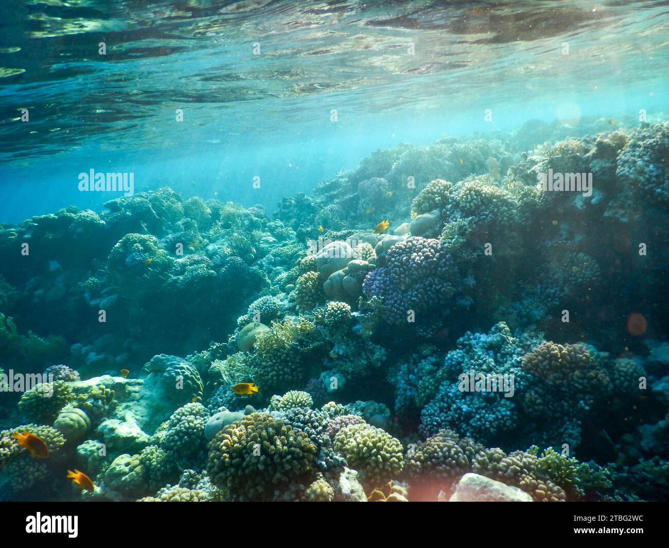 Red Sea wonderful underwater view of the coral reef and its life in its ...