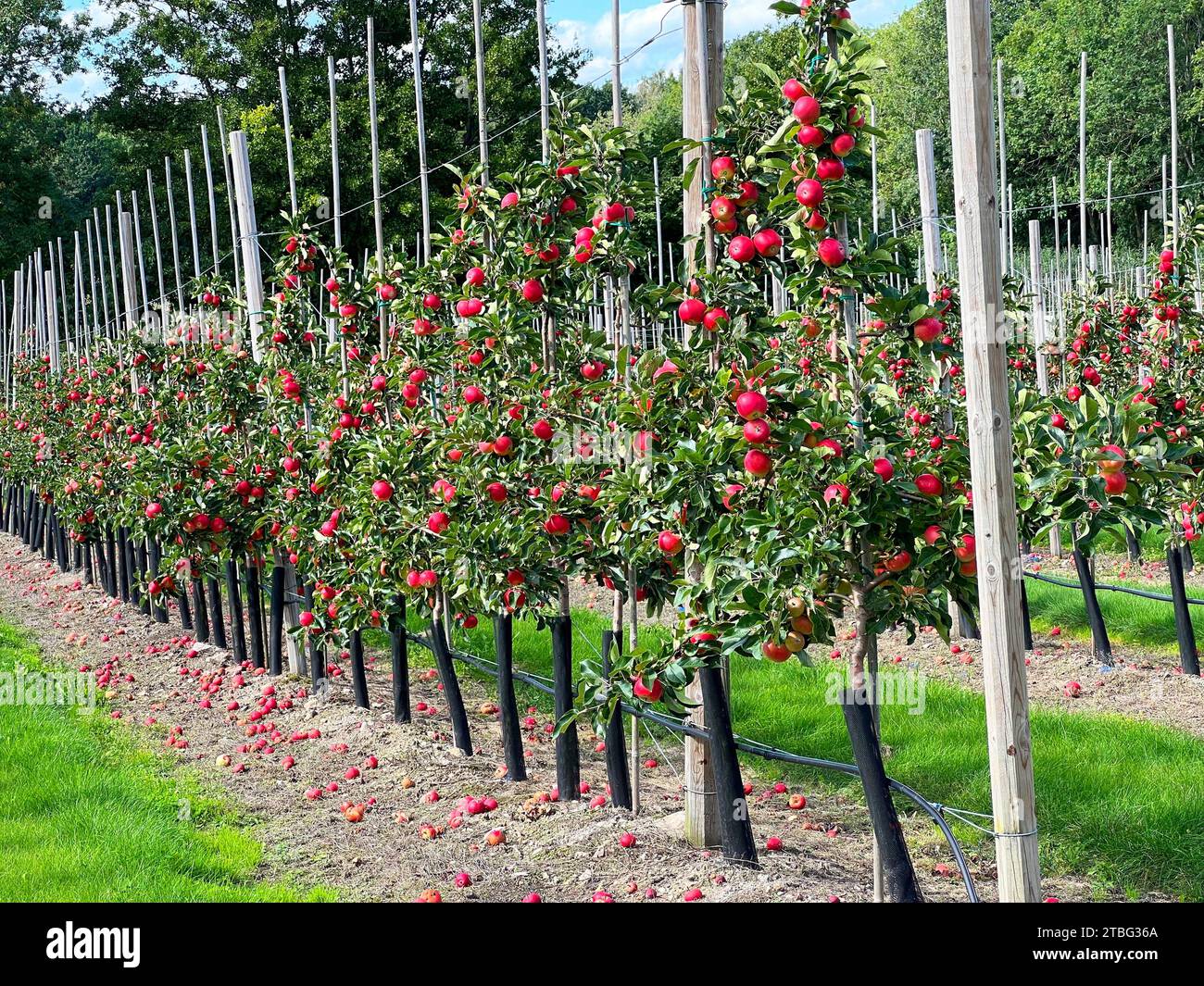 Apple plantation of Discovery apples in Österlen fruit district, Kivik