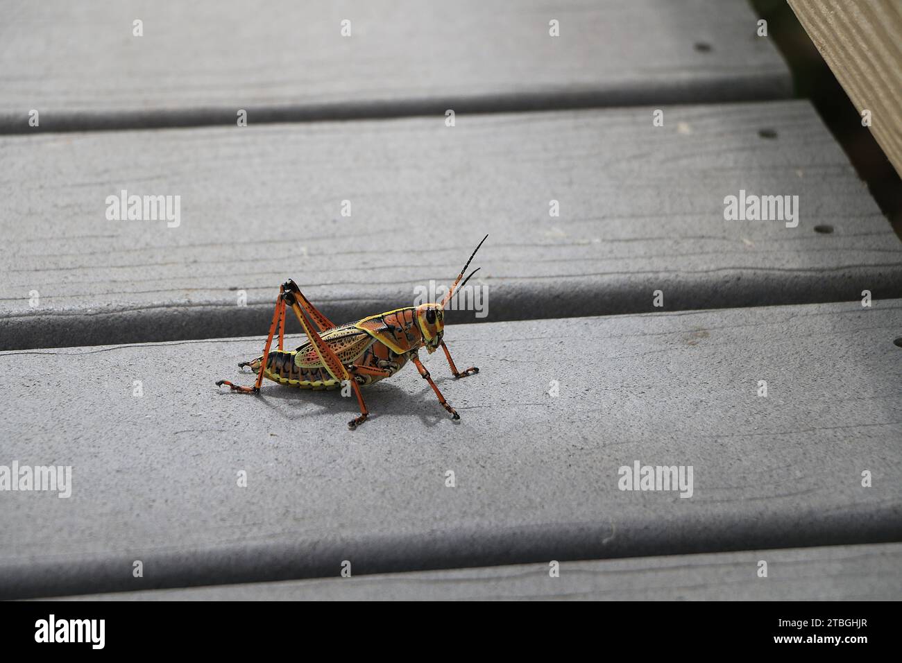 Everglades National Park, Florida, United States. Eastern lubber grasshopper or Florida's Giant Orange Grasshoppers. (Romalea microptera) Stock Photo