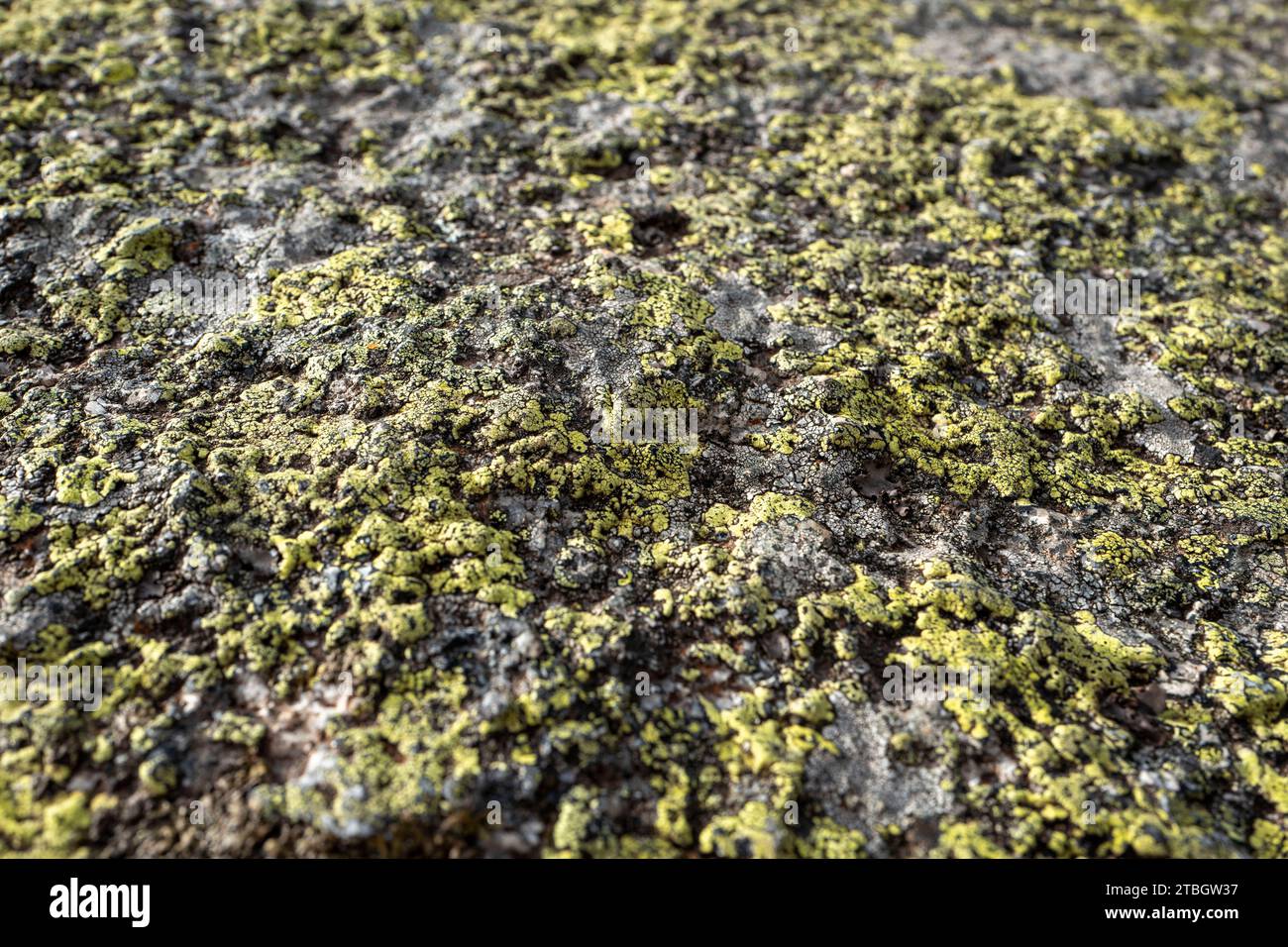 Green lichen growing on rock Stock Photo
