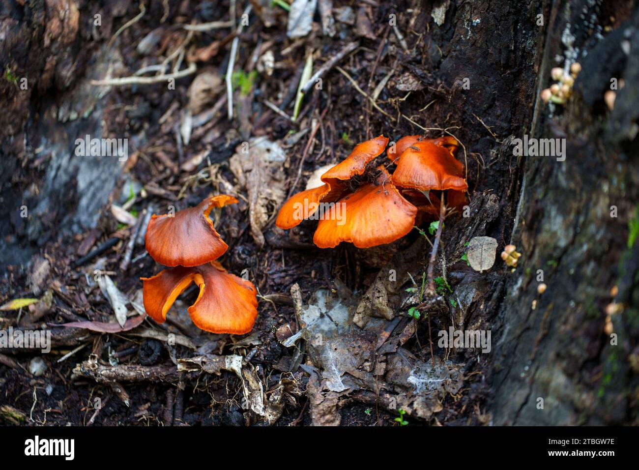 Wild mushrooms growing on a tree trunk Stock Photo
