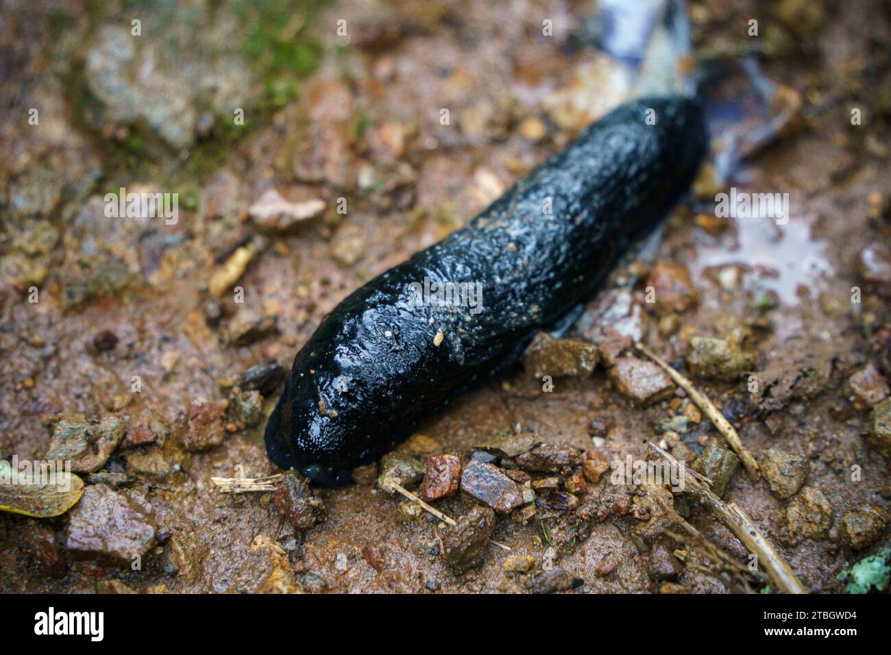Close up of a black slug on wet dirt ground Stock Photo