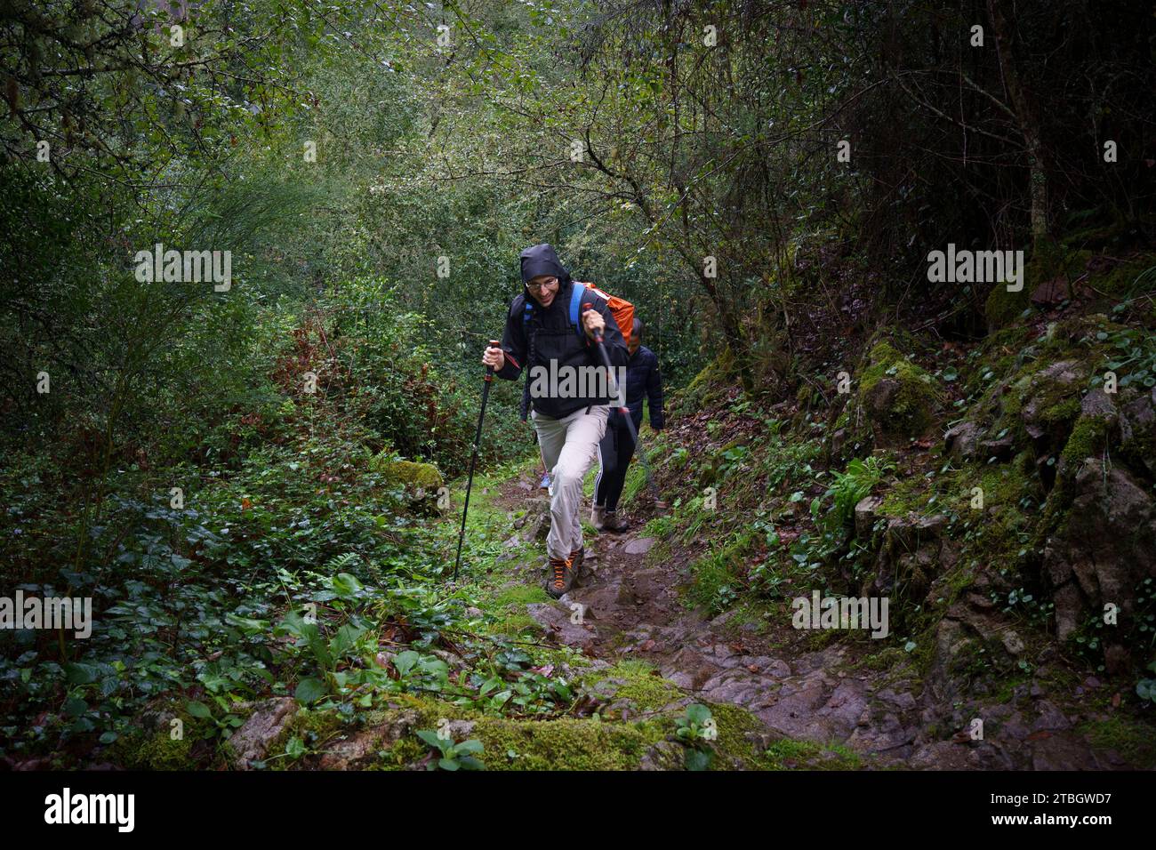 Young man hiker using trekking sticks on a wet forest trail Stock Photo
