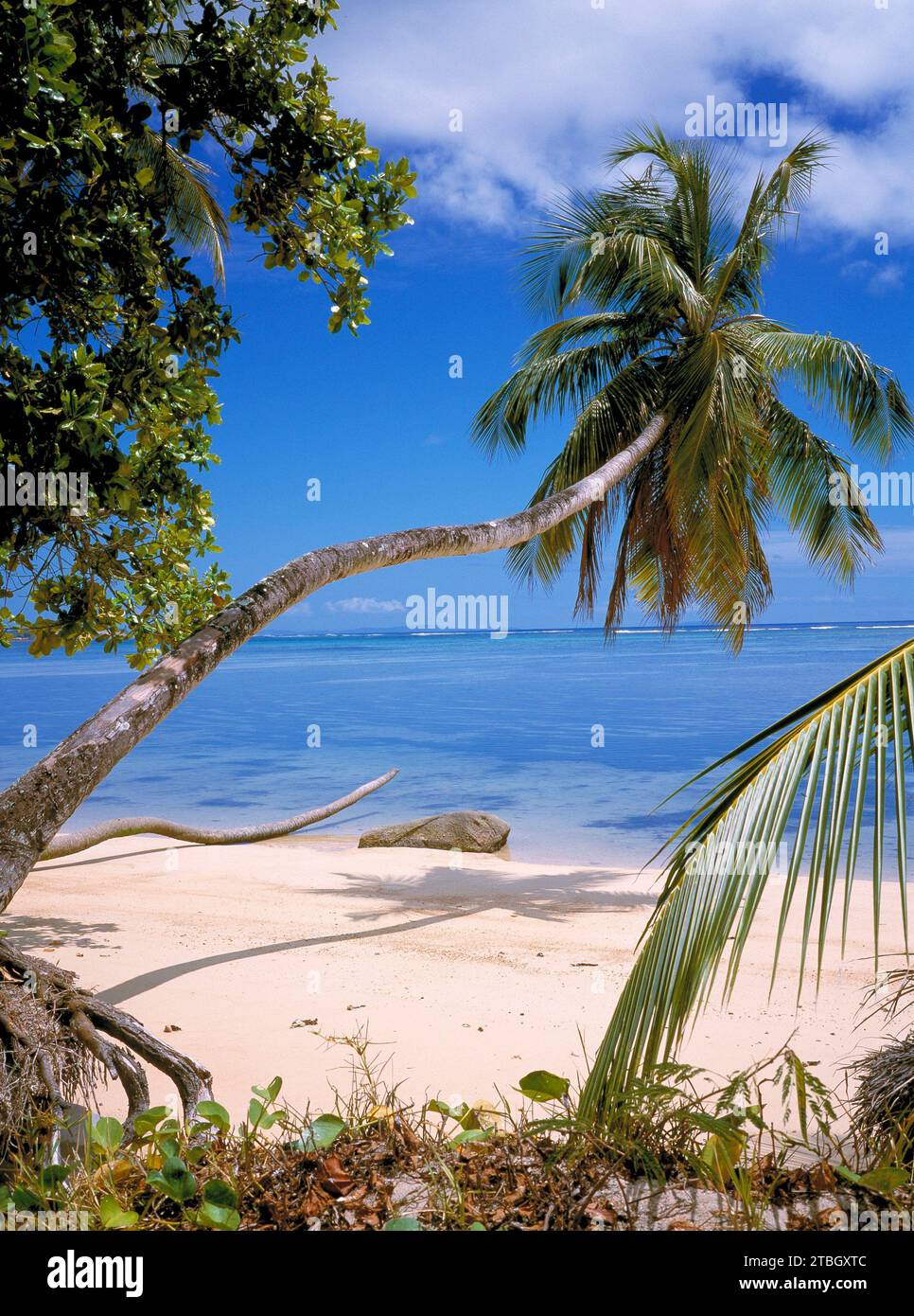 Palmer på den eroderade stranden Stock Photo - Alamy