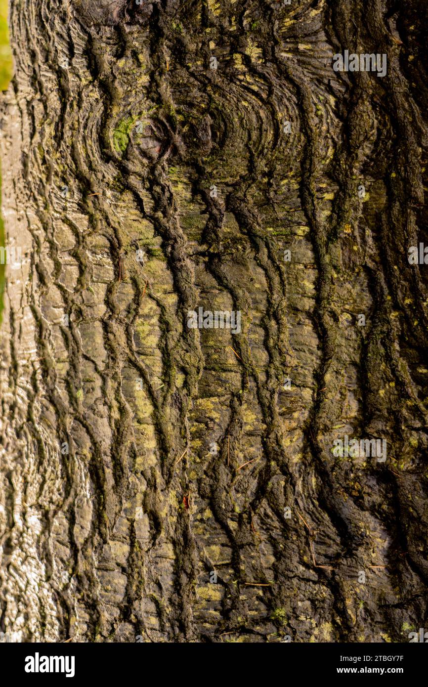 bark on a tree trunk at marske-by-the-sea, north yorkshire, England, uk Stock Photo