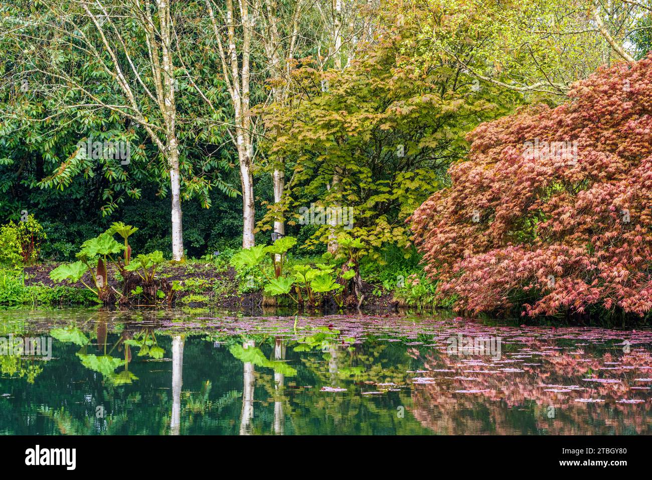 A beautiful garden feature on its own, the Lake serves as an irrigation reservoir for the Royal Horticultural Society Garden Rosemoor, Devon, UK. Stock Photo