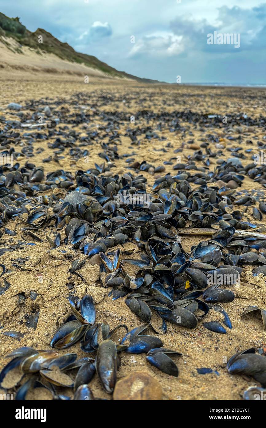 mass death of mussel shells, Mytilus edulis, washed up on a beach at