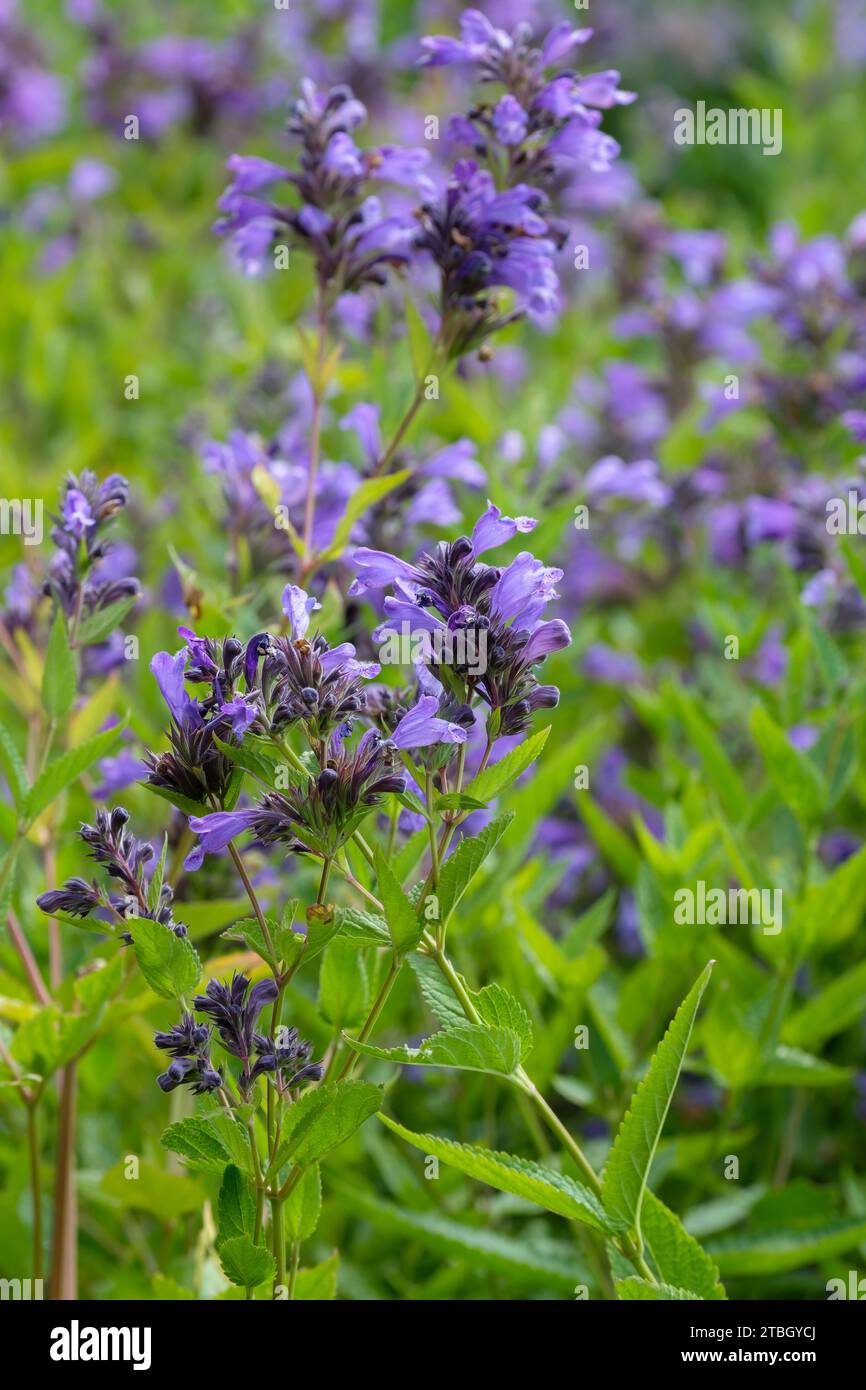 Nepeta subsessilis Laufen, catmint Laufen, small two-lipped mauve / blue flowers. Stock Photo
