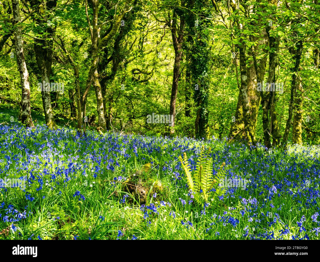 Spectacular display of Bluebells during the month of May, in Halstock Wood, Okehampton, Devon, UK. Stock Photo