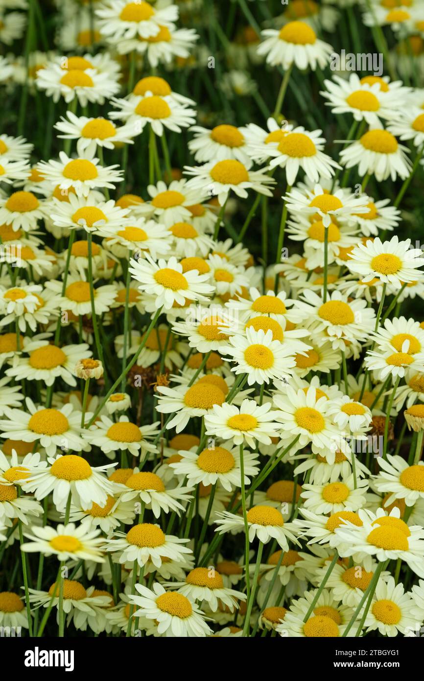 Anthemis tinctoria E.C. Buxton, dyer's chamomile E.C. Buxton, creamy-yellow daisies in mid-summer Stock Photo