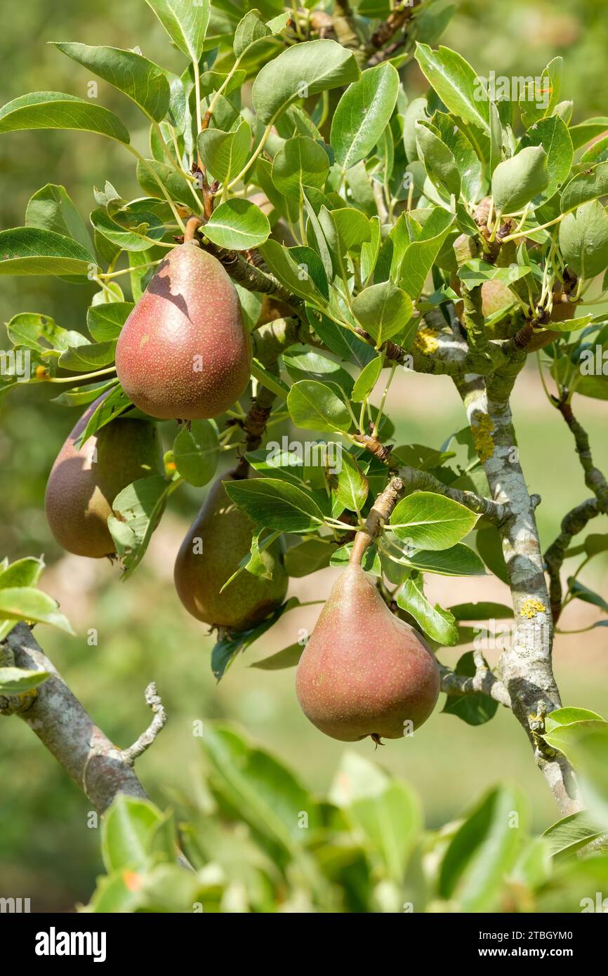 Pyrus communis Beurré Hardy, pear Beurré Hardy, ripe fruit growing on the tree Stock Photo