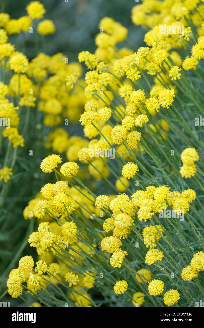 Santolina Pretty Carol, Cotton lavender  Pretty Carol, button-like clusters of tiny, yellow flowers Stock Photo