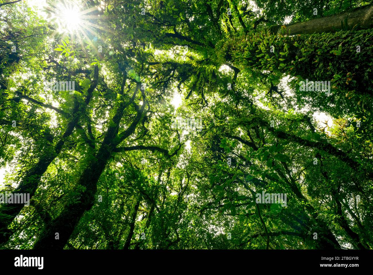 Green tree forest with sunlight through green leaves. Natural carbon capture and carbon credit concept. Sustainable forest management. Trees absorb Stock Photo