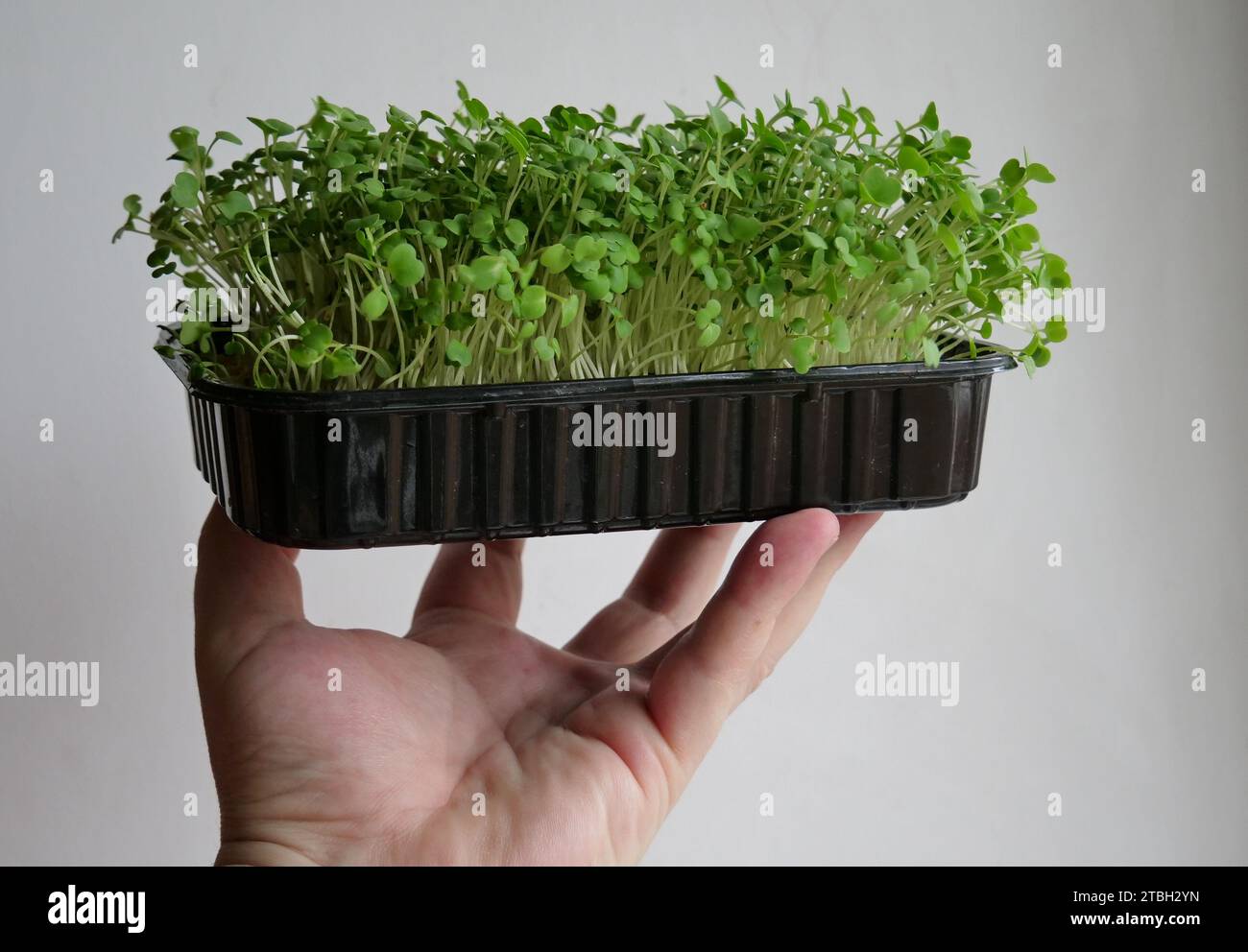 A man's hand holds a plastic pot of microgreen sprouts on his fingers isolated on white detailed stock photo Stock Photo