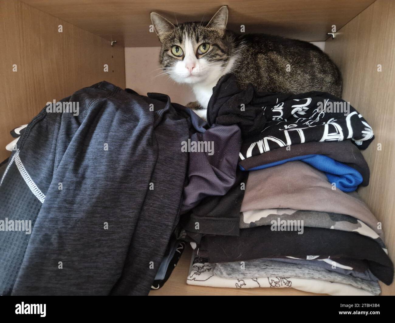Cat hiding in closet hi-res stock photography and images - Alamy