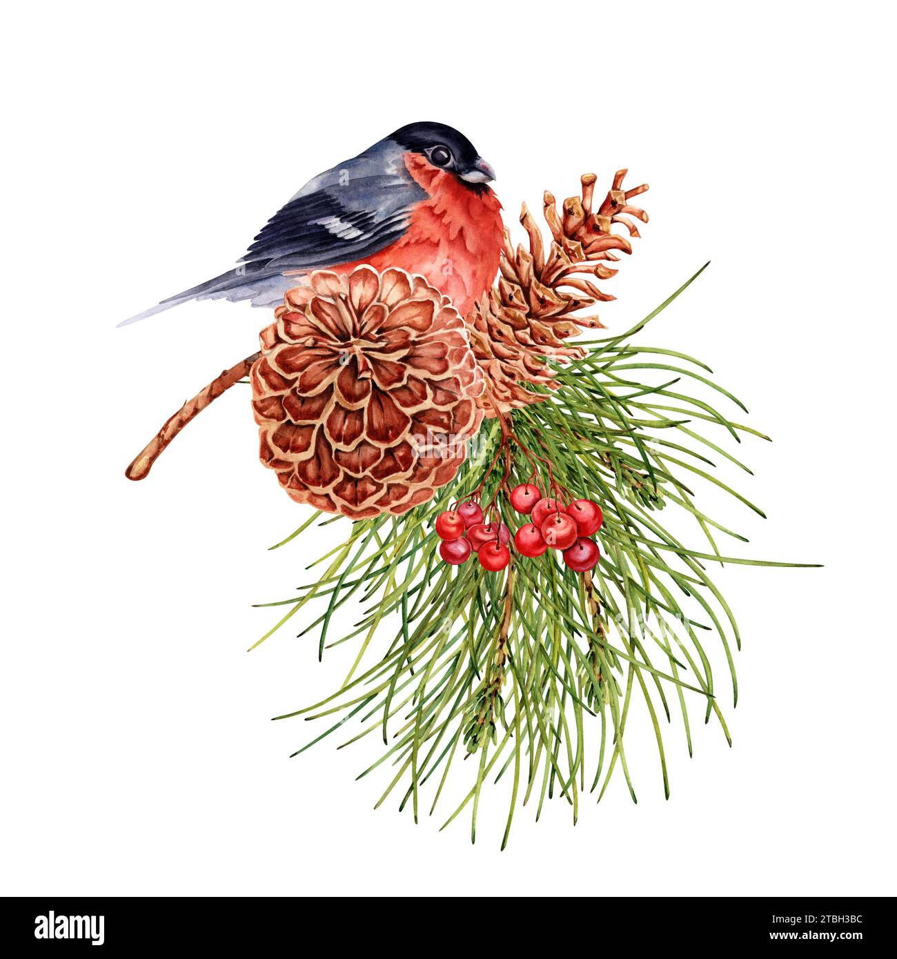 Winter composition with red bullfinch bird perched on pine tree branch ...