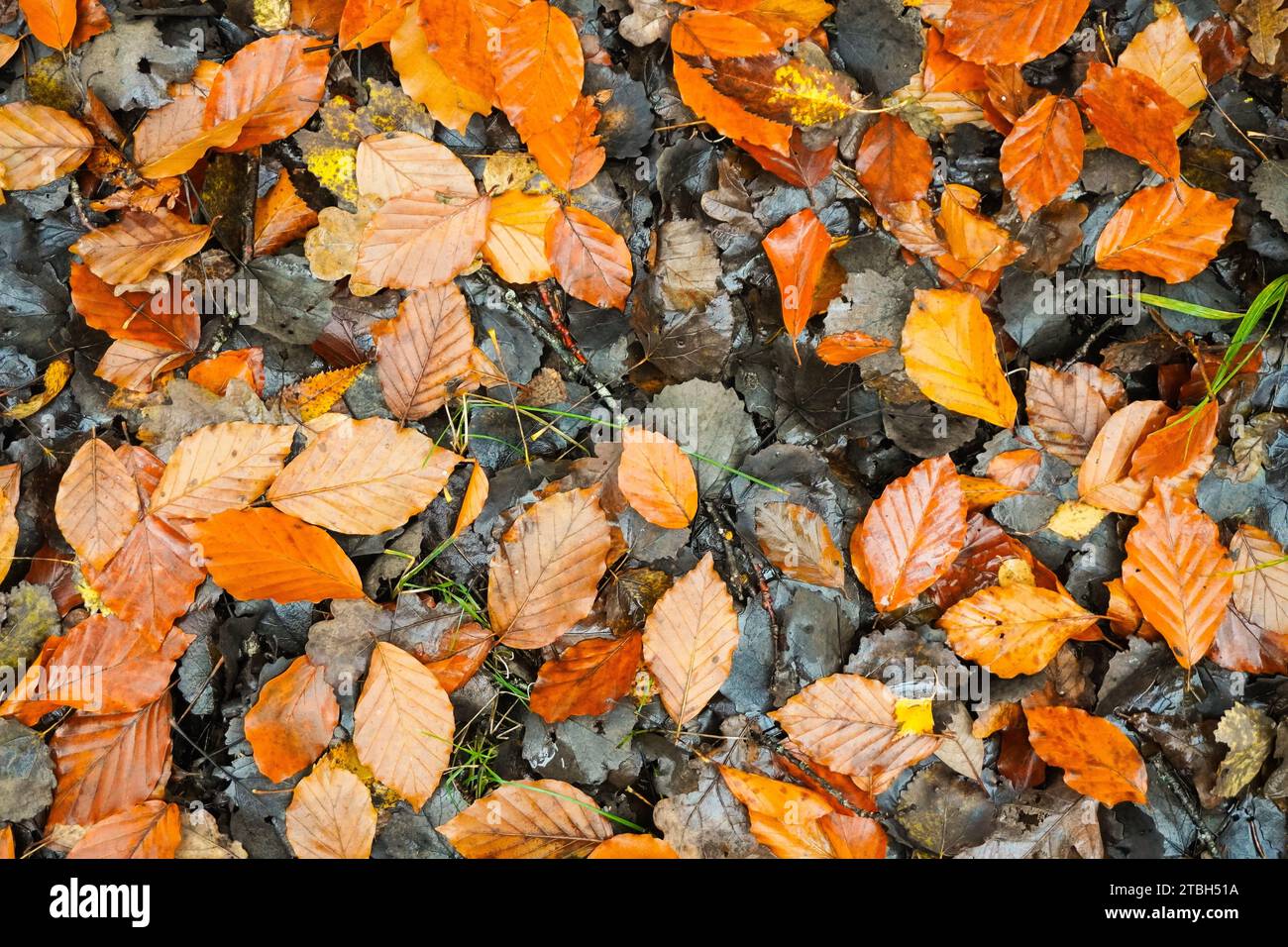 Ground cover material hi-res stock photography and images - Alamy