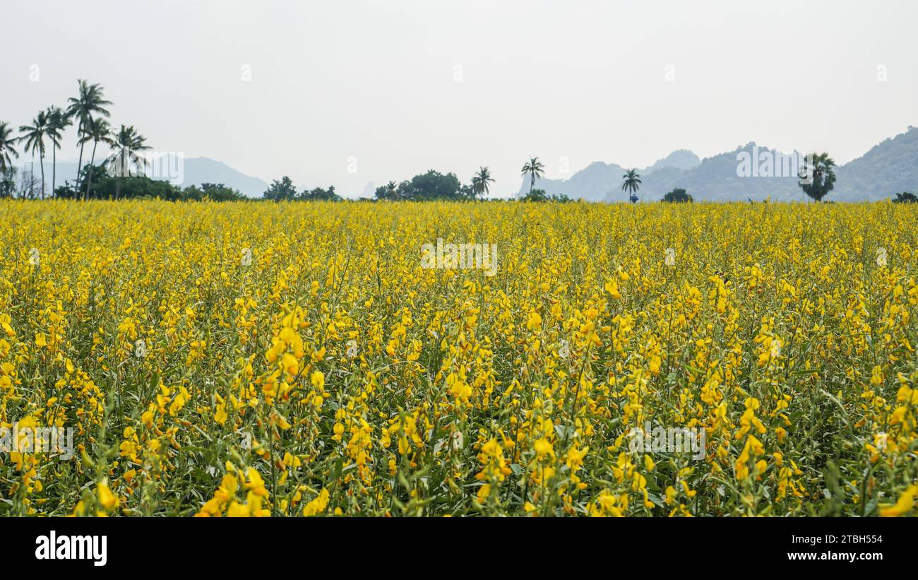 An agriculture field of crotalaria spectabilis flowers in a farm. Soft blurred and soft focus of Crotalaria juncea flower plant field, A yellow flower Stock Photo