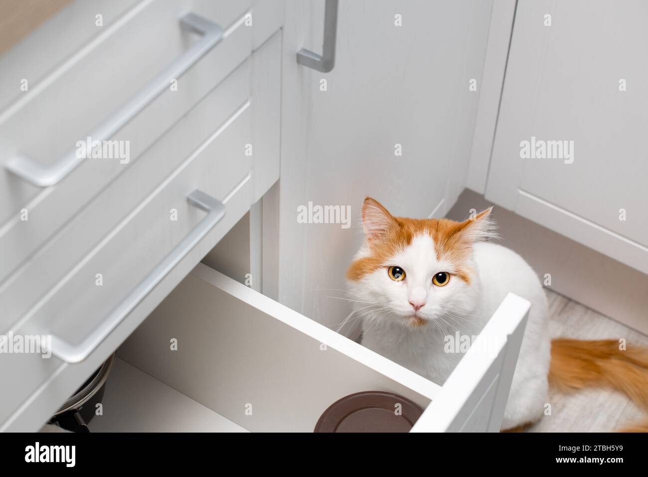 domestic cat asks for food from the owner in the kitchen. the cat wants ... Biology Diagrams
