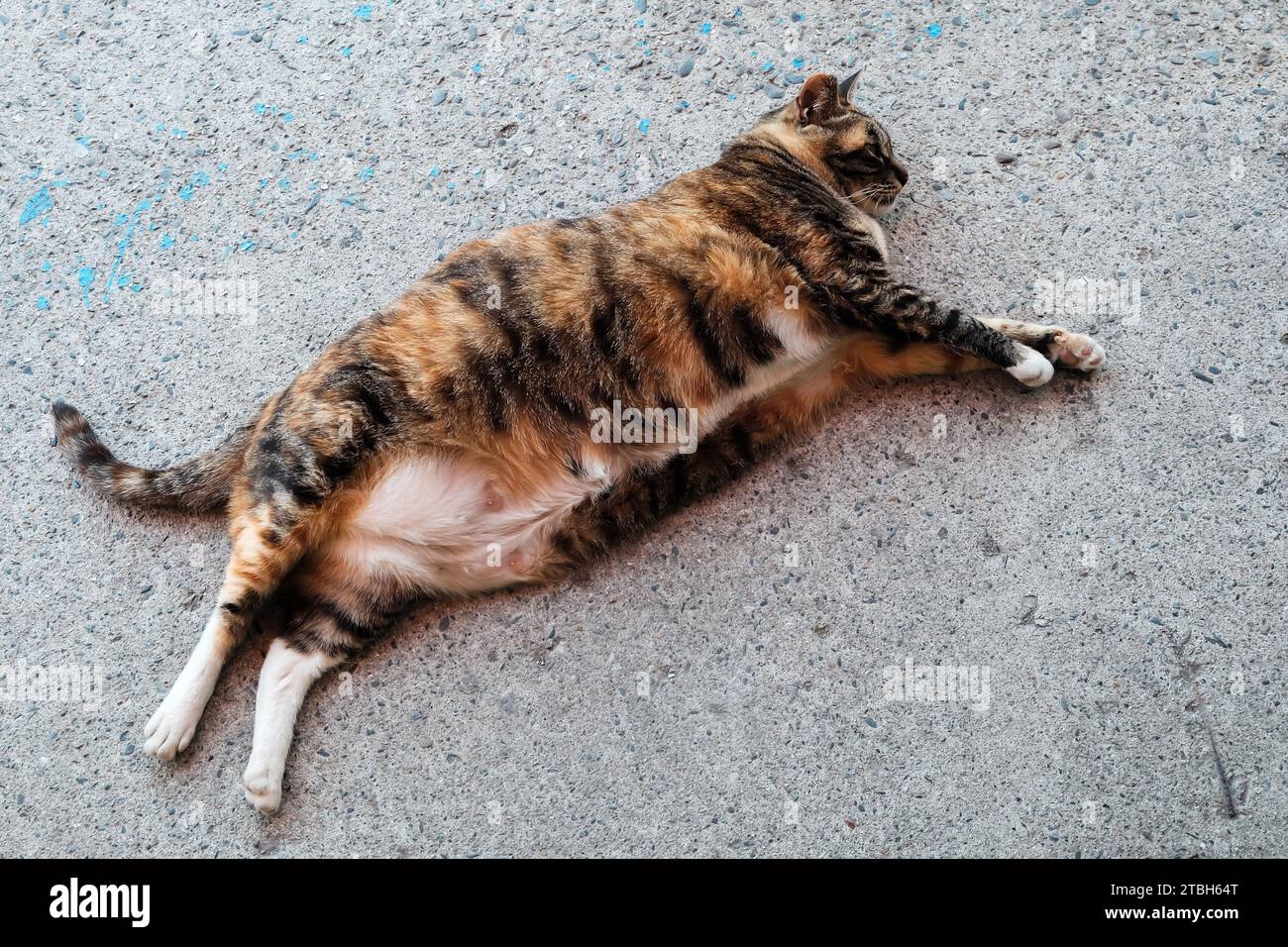 Fat pregnant cat 2025