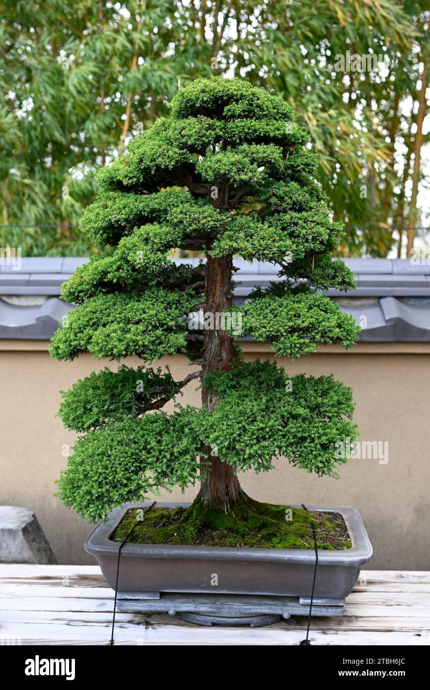 The Omiya Bonsai Art Museum,Saitama, Japan,Asia Stock Photo Alamy