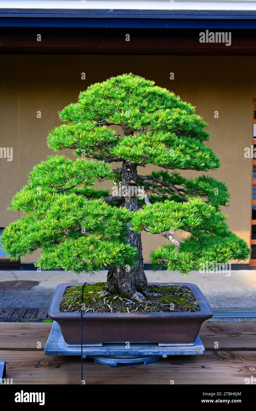 The Omiya Bonsai Art Museum,Saitama, Japan,Asia Stock Photo Alamy