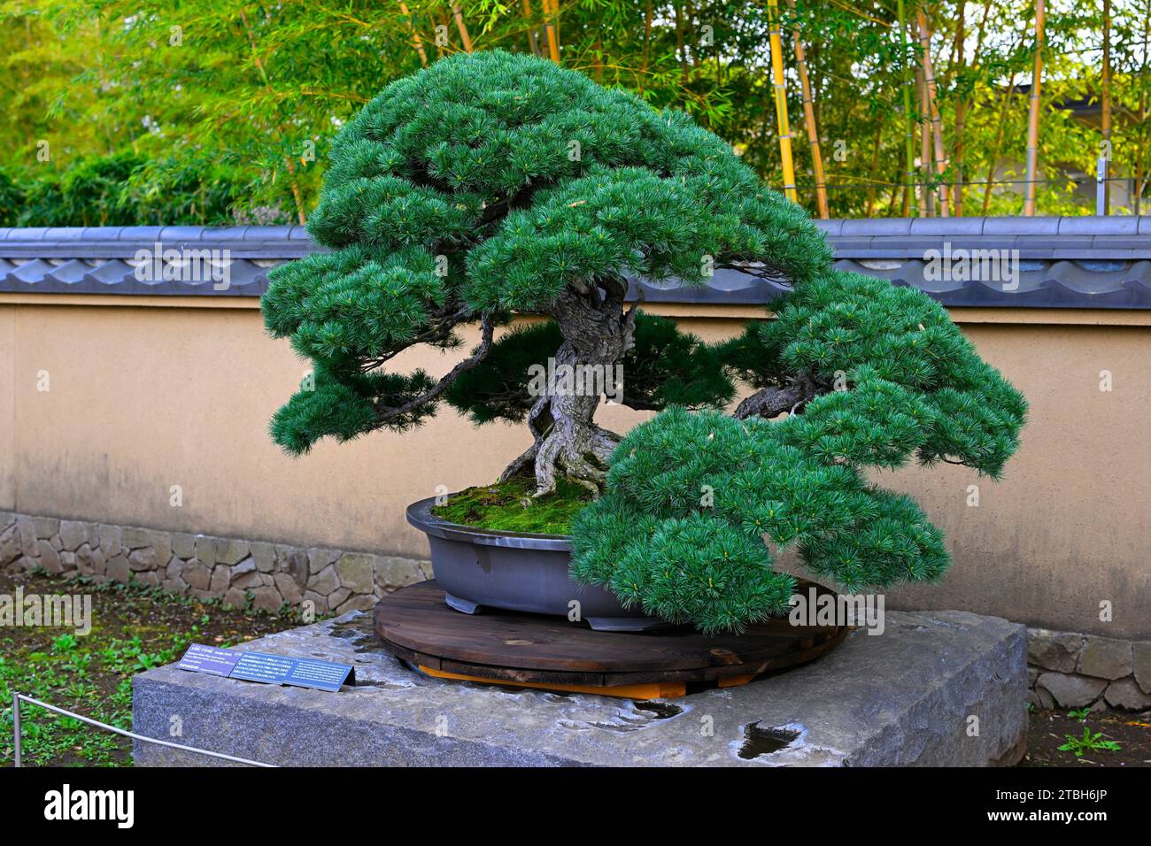 The Omiya Bonsai Art Museum,Saitama, Japan,Asia Stock Photo Alamy