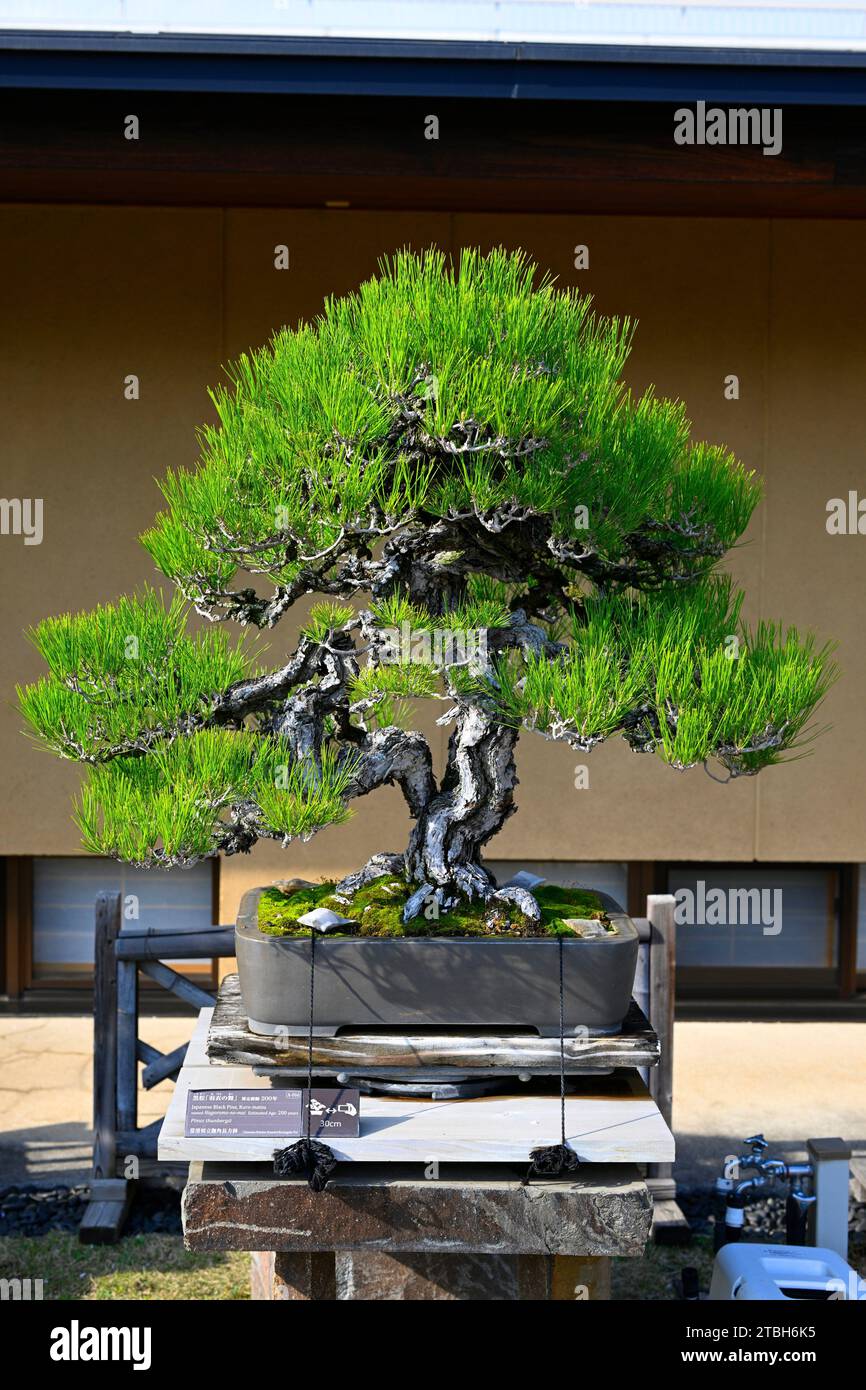 The Omiya Bonsai Art Museum,Saitama, Japan,Asia Stock Photo Alamy
