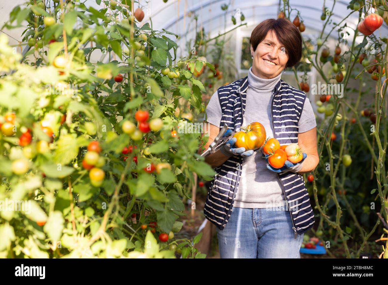 Happy female farmer harvests tomatoes in greenhouse Stock Photo - Alamy