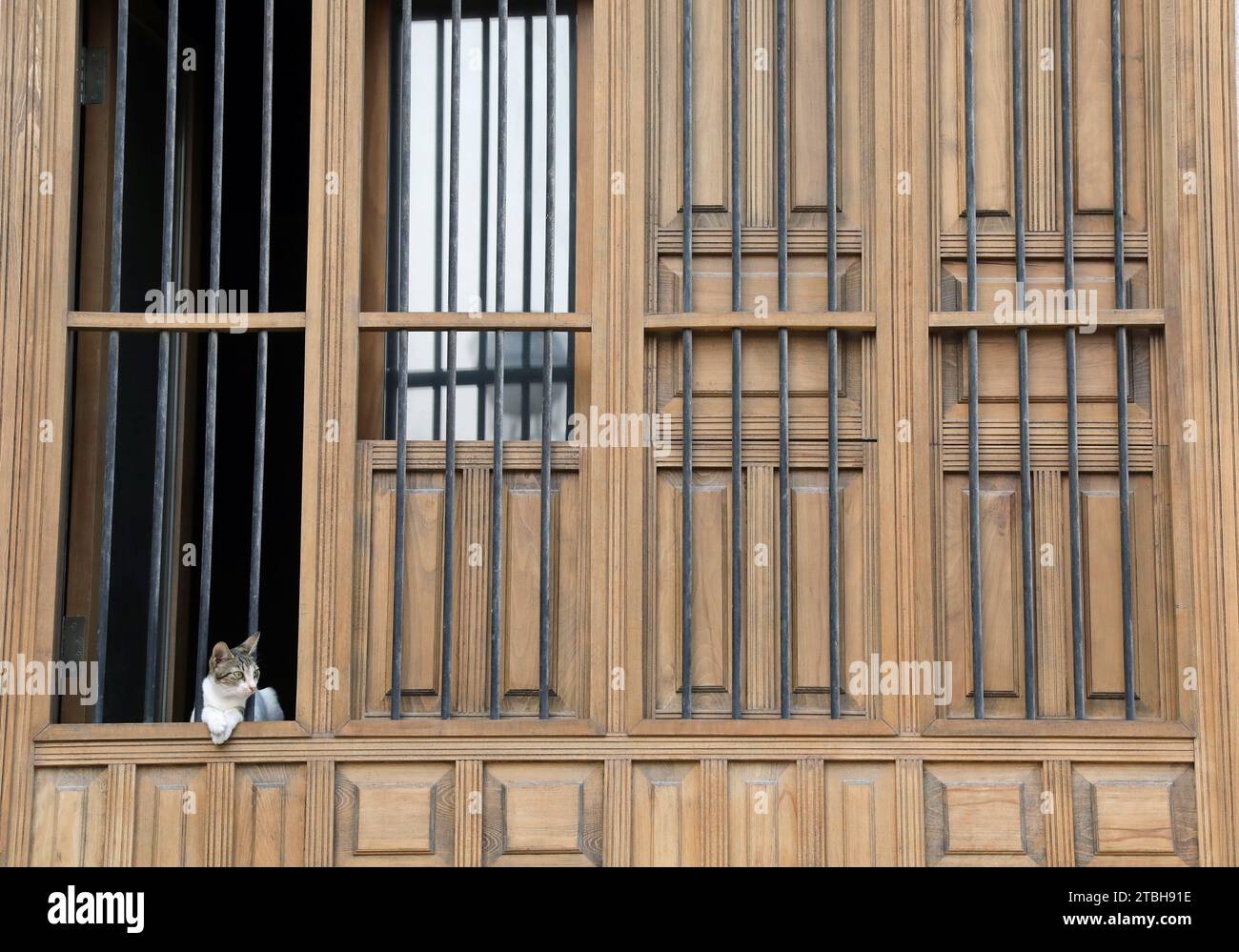 Cat at the window of a house in the Al Balad district of Jeddah in Saudi Arabia Stock Photo
