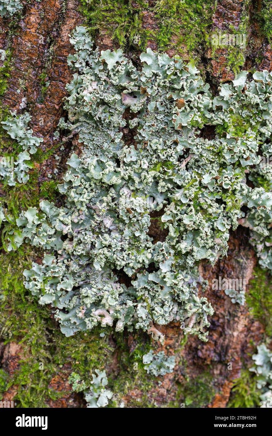 Lichen Parmotrema perlatum on bark of larch (Larix sp.) Stock Photo
