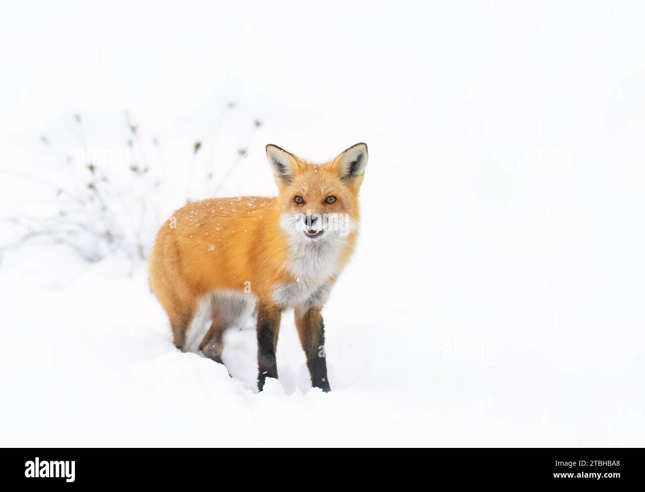 Red fox with a bushy tail and orange fur coat hunting in the freshly fallen snow in Canada Stock Photo