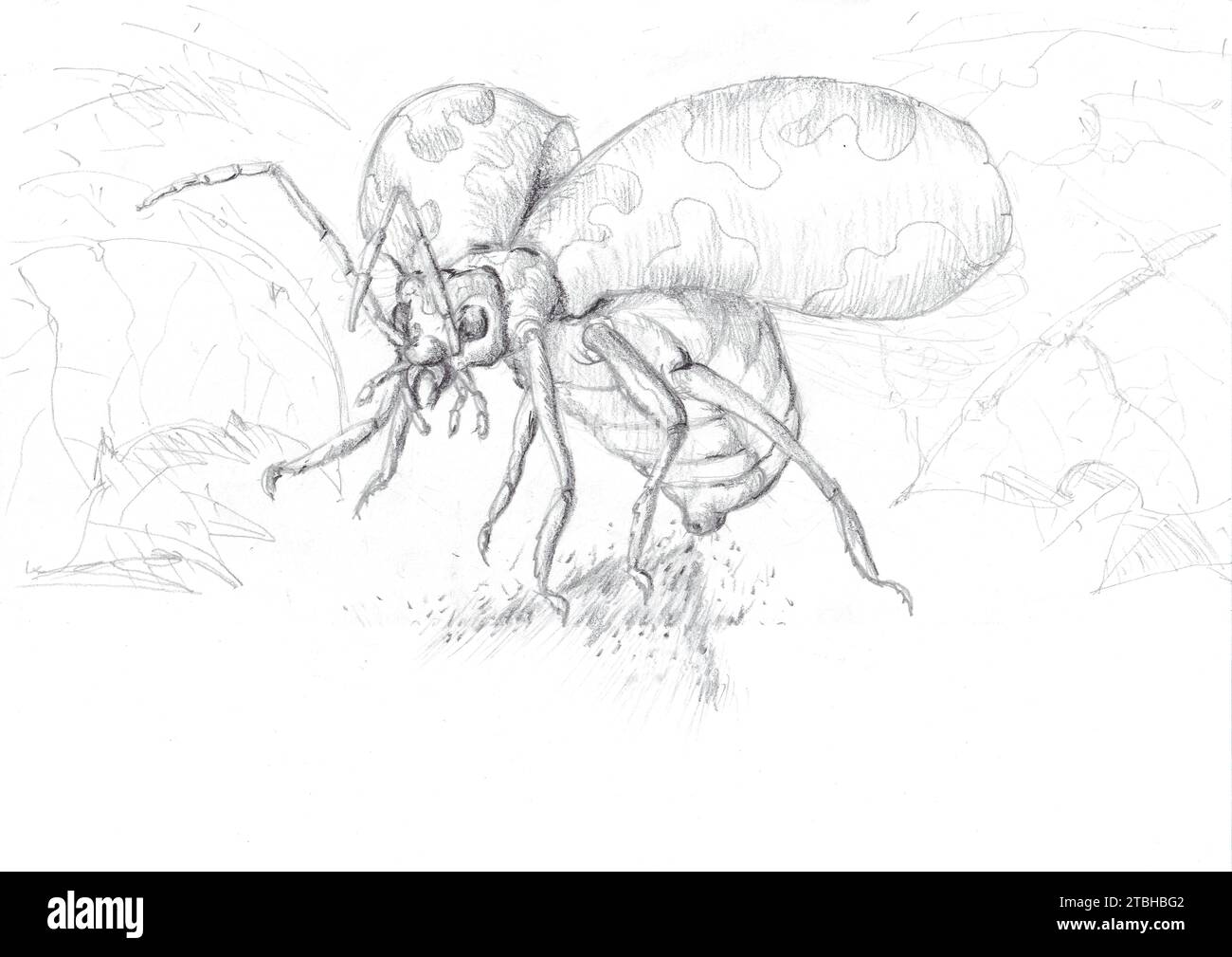 Bombardier beetle flying in action over the forest hub freehand sketch by pencil. Stock Photo