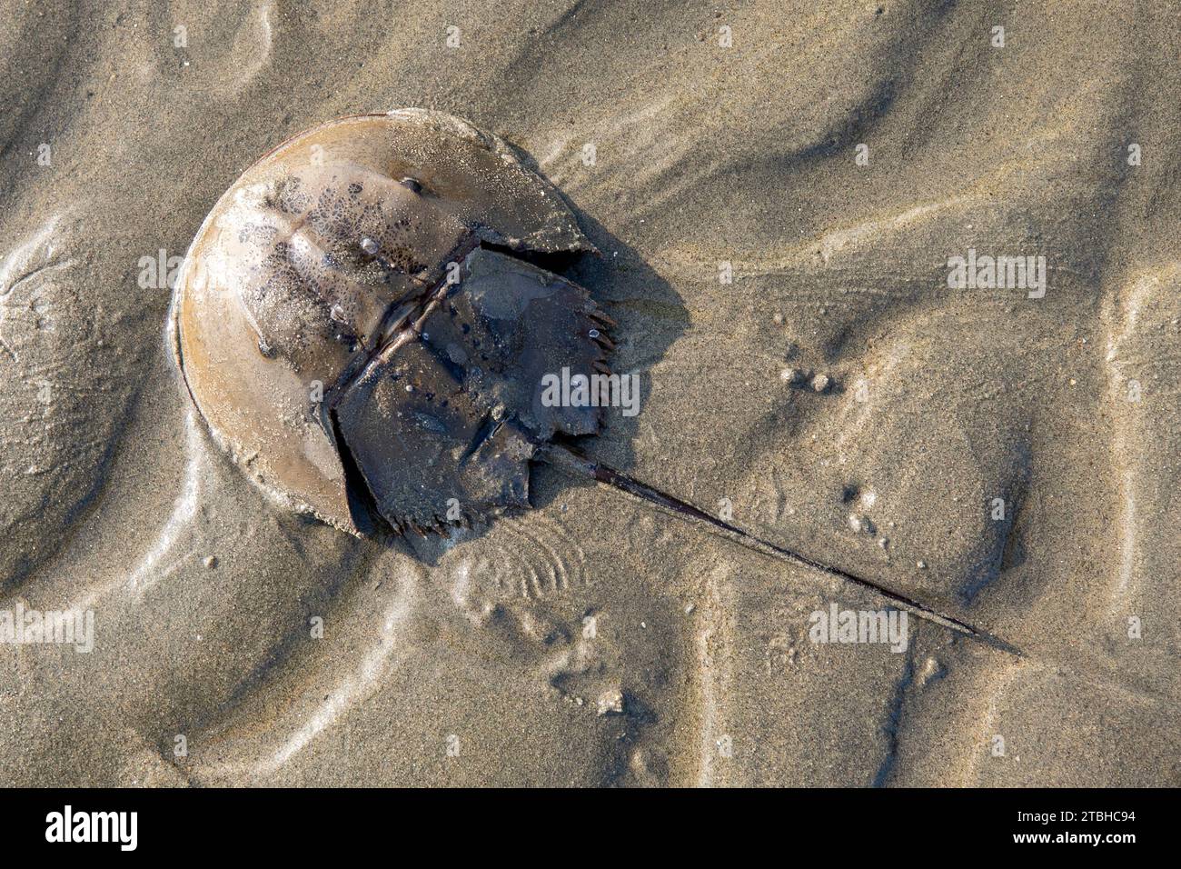 Animals, Other animals, Arrowhead crabs, Mangrove Horseshoe Crab (Carcinoscorpius rotundicauda) adult, upturned on beach, cox bazar, bangladesh. Stock Photo