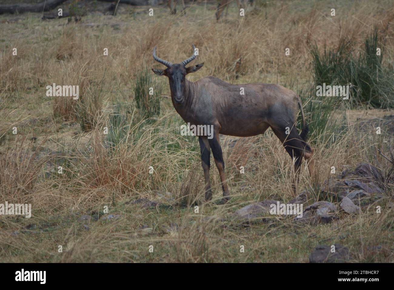 A single blauw wildebeest buck in the Kruger National Park a single ...