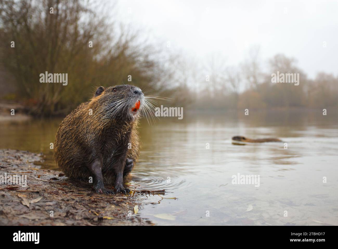 Coypu, Myocastor coypus Stock Photo