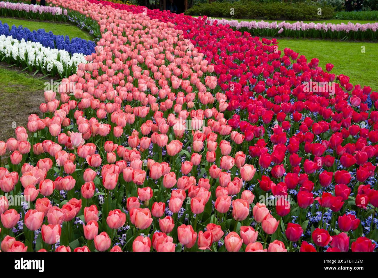 A section of the colorful and immaculately landscaped tulip and flower Keukenhof Gardens in Lisse, Netherlands. Stock Photo